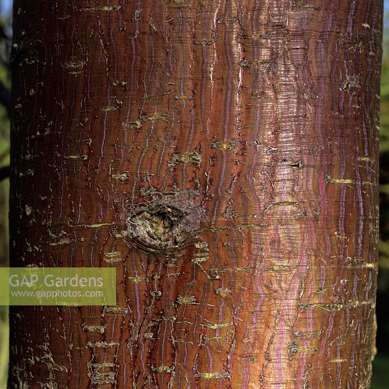 Acer davidii 'George Forrest', snake bark maple, has green and white streaked bark on elegant trunks. Interesting winter bark.