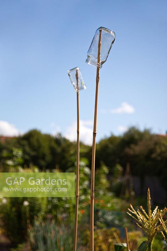 Glass jam jars on bamboo canes used to deter birds in an allotment
