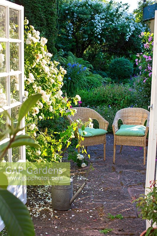 Conservatory leading out to patio in rose garden with wicker chairs and Rosa 'Madame Hardy'