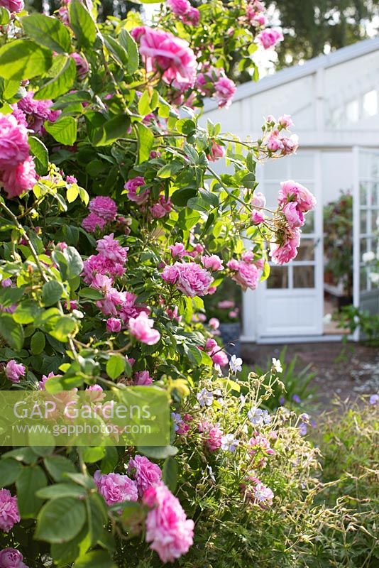 Greenhouse leading out to patio in rose garden, Rosa 'Ispahan', Rosa 'Madame Hardy' 