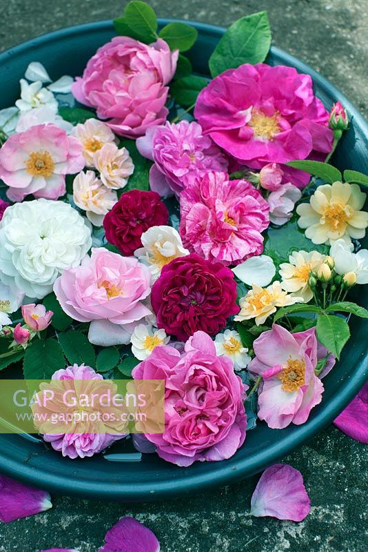 Mixture of roses in water bath, Rosa gallica 'Officinalis', Rose de Rescht, Rosa Helenae, rosa 'Bobby James', Rosa 'Ispahan', Rosa 'Mundi'