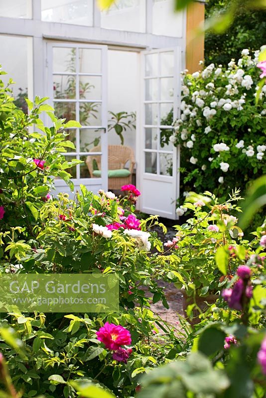 Conservatory leading out to a patio, Rosa 'Madame Hardy', Rosa gallica 'Officinalis' - The Apothecary's rose