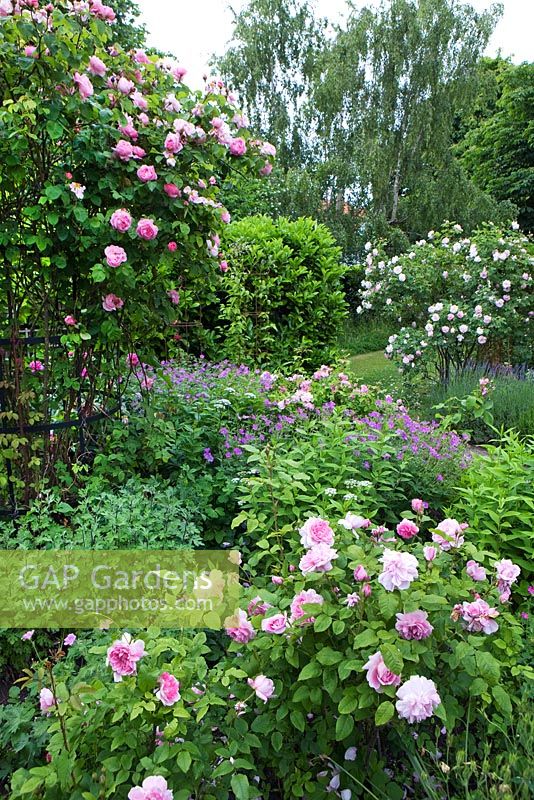 Rosa 'Constance Spry' on metal fram support in rose garden, geraniums, 'Rosa Celeste' in background