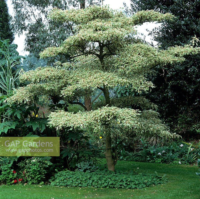 Cornus controversa Variegata - Wedding cake tree, a deciduous specimen tree.