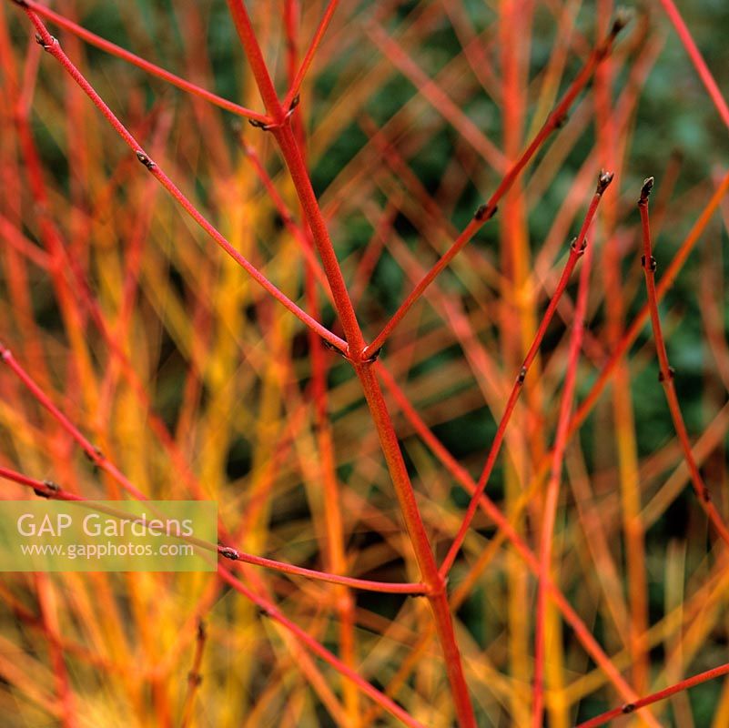 Cornus sanguinea Midwinter Fire, common dogwood, deciduous shrub bearing red stems in winter.