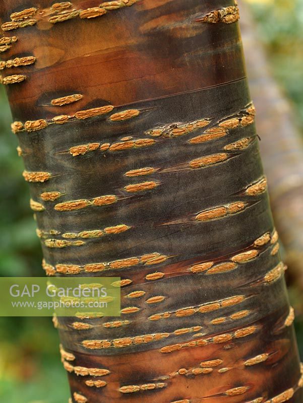 Prunus rufa, Himalayan cherry, has beautifully textured bark on its trunk, adding interest in winter.