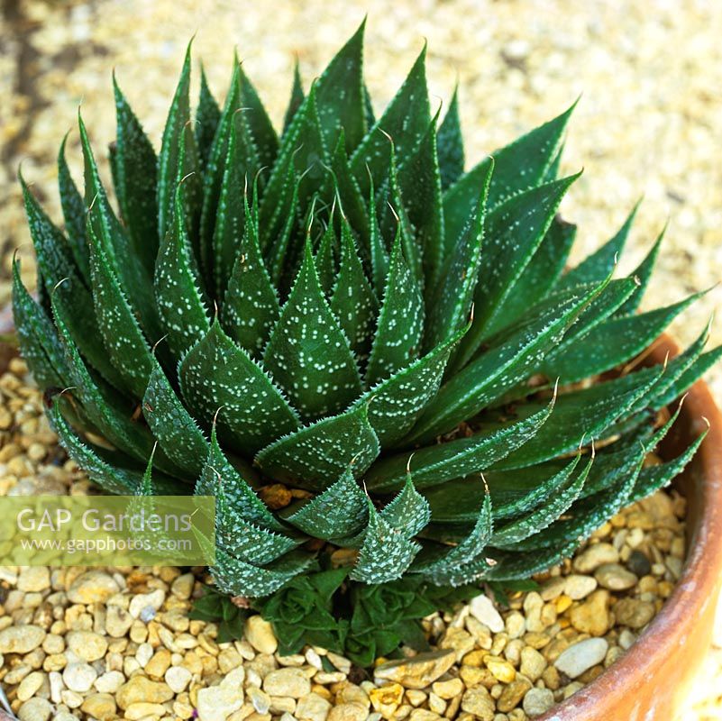 Aloe aristata, succulent with dense rosette of tiny-toothed, white margined, dark green leaves.