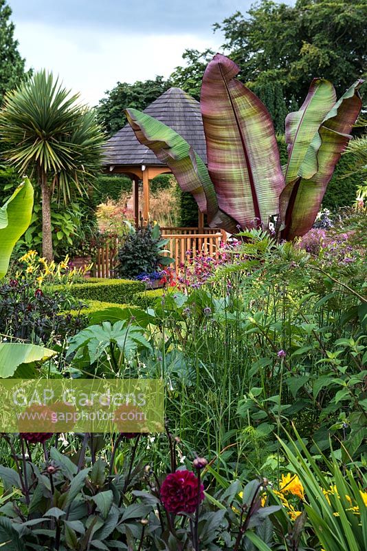 A border in the Exotic Garden at Abbeywood planted with Dahlia, Verbena bonariensis, large leaved banana - Ensete ventricosum Murellii, Cordyline australis. Behind, a gazebo which leads through to the Pool Garden.