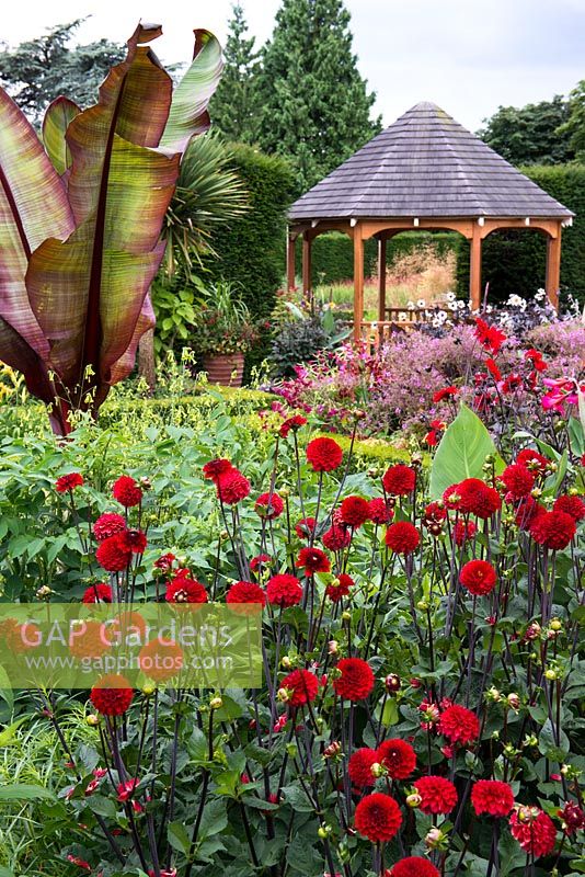 The Exotic Garden at Abbeywood. A border planted with Dahlia 'Bell Boy, Nicotiana langsdorfii and Ensete ventricosum Murellii - banana with a wooden gazebo behind.