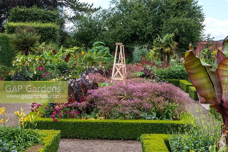 Formal box edged beds contain plants including Geranium maderense, Dahlia and Canna with Cordyline australis, Musa, Paulownia and Trachycarpus palms behind. The Exotic Garden at Abbeywood. 