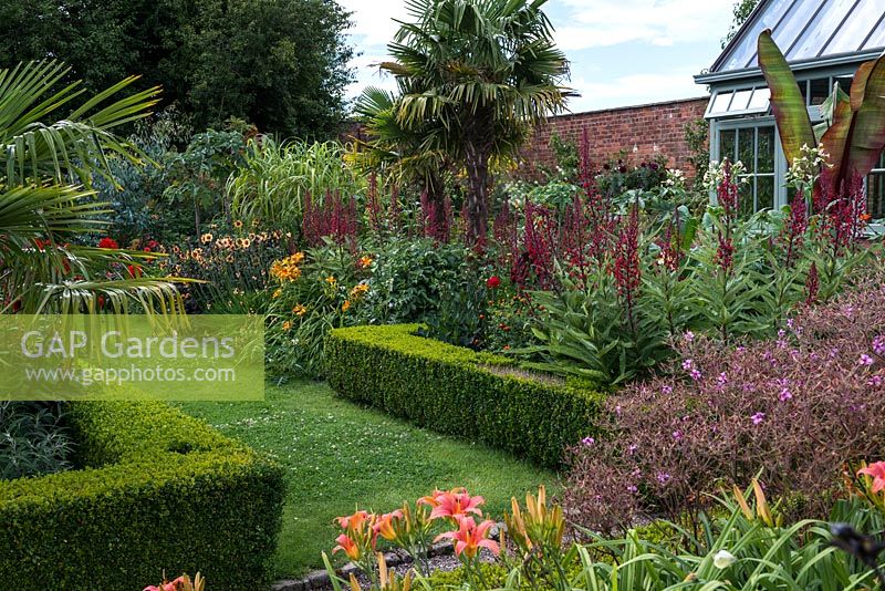 The walled Exotic Garden at Abbeywood with a grass path between box edged borders planted with Lobelia tupa, Geranium maderense, Dahlia and Hemerocallis with Trachycarpus fortunei palms.