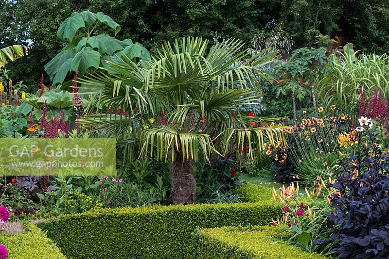 The walled Exotic Garden at Abbeywood features box edged borders planted with Lobelia tupa, Hemerocallis Dahlia, Paulownia and Canna. In centre of image, Trachycarpus fortunei palm.
