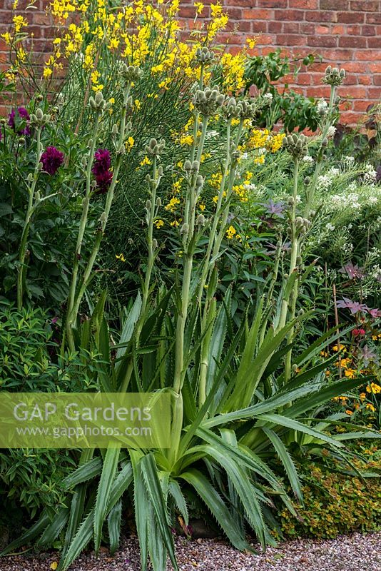 A border in the walled Exotic Garden at Abbeywood planted with Eryngium agavifolium, Cytissus, Cleome and Ricinus.