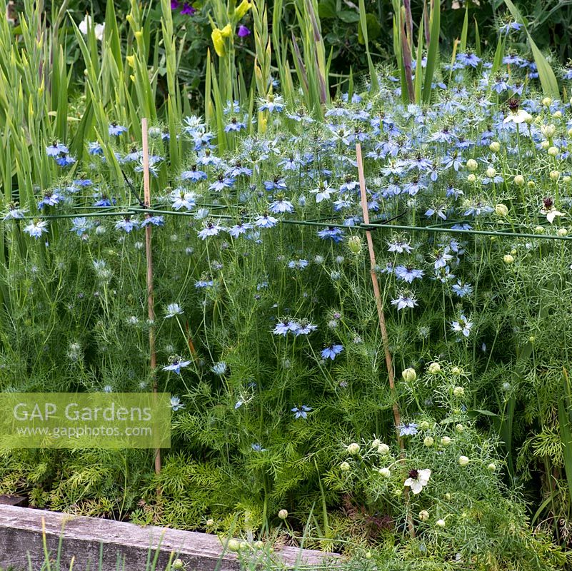 Nigella damascena, Love-in-a-mist, growing with supports in the cutting garden at Abbeywood.