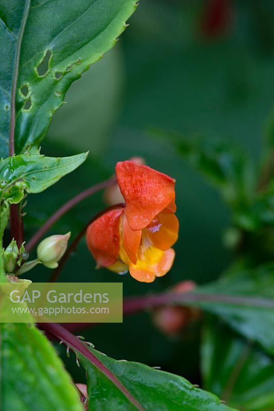 Impatiens bicaudata 'Jungle Sunset', that can grow to nearly 2m tall in its native Madagascar.