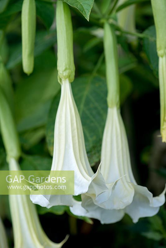 Brugmansia, datura or Angel's Trumpet, a frost tender shrub. Night scented.