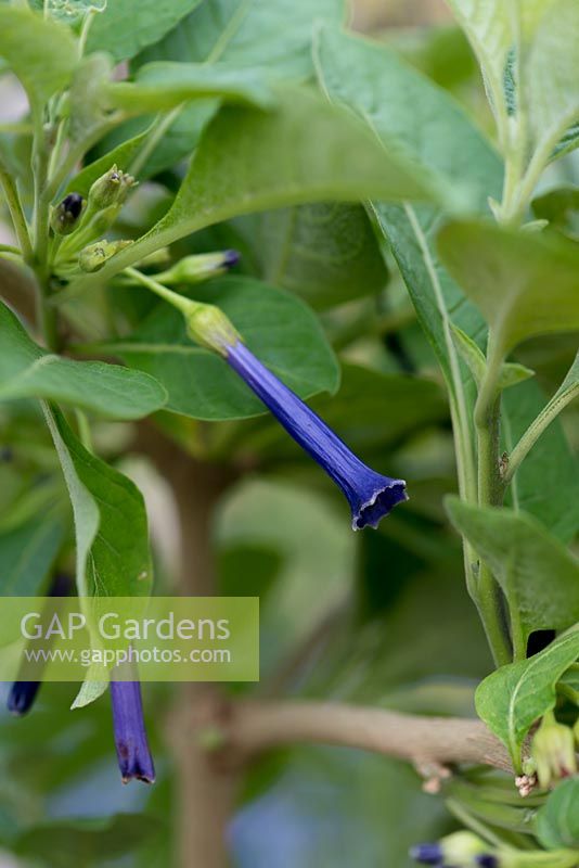 Iochroma cyaneum, Violet Churur, a tender, spreading evergreen shrub with shiny green leaves and drooping clusters of deep violet, long trumpet shaped flowers.