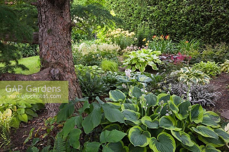 European Larix - Larch  tree underplanted with Hostas including 'Abiqua Moonbeam' variety and Polystichum acrostichoides - Christmas Ferns in backyard country garden in summer, Quebec, Canada