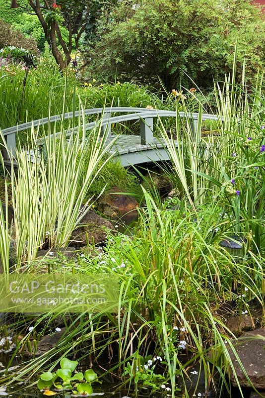 Grey painted wooden footbridge with Acorus gramineus 'Variegatus' - Ornamental Grass plants, purple Tradescantia - Spiderwort flowers in backyard country garden in summer, Quebec, Canada