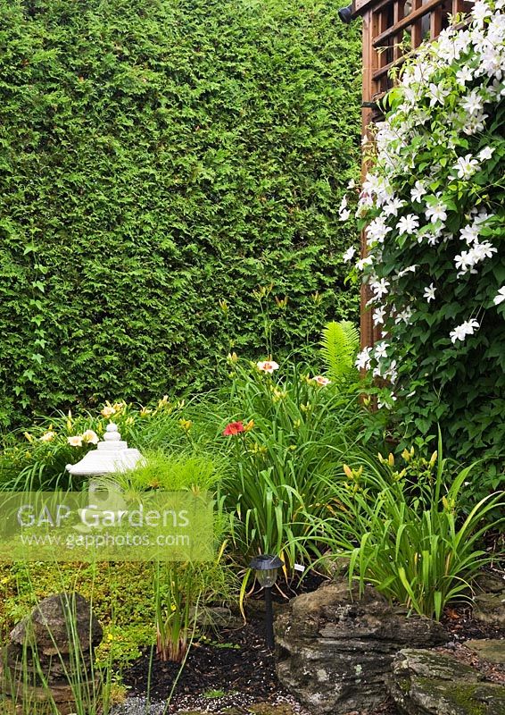 Cement Japanese pagoda ornament with Equisetum fluviatile - Water Horsetail, white Clematis 'Huldine' on brown wooden pergola bordered by a Thuja occidentalis - Cedar tree hedge in backyard country garden in summer, Quebec, Canada