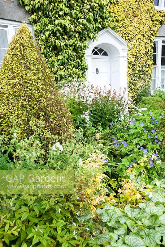 Front garden - The Vean Garden is predominantly white, blue and gold, with clipped box and golden privet surrounded by lush perennials such as hardy geraniums and campanula  plus foliage plants including silvery Brunnera macrophylla 'Jack Frost'. Bosvigo, Truro, Cornwall, UK