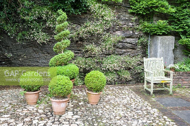 A group of clipped box shrubs in front of stone wall colonised by Mexican daisy, Erigeron karvinskianus, with lichen encrusted chair to the right. Bosvigo, Truro, Cornwall, UK