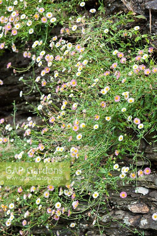 Erigeron karvinskianus - Wall colonised by self seeded Mexican daisy. Bosvigo, Truro, Cornwall, UK