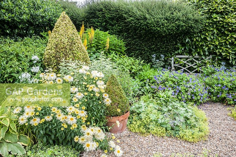 The Vean Garden with clipped box and golden privet surrounded by lush perennials such as Leucanthemum x superbum 'Goldrausch', hardy geraniums, Alchemilla mollis, ligularias and variegated comfrey and phlox. Bosvigo, Truro, Cornwall, UK