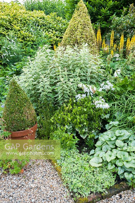 The Vean Garden with lots of strong foliage plants including clipped box and golden privet, Ligustrum ovalifolium 'Aureum', variegated ivy, silvery Brunnera macrophylla 'Jack Frost', variegated phlox, white campanulas and yellow ligularia. Bosvigo, Truro, Cornwall, UK