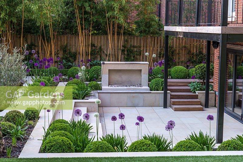 Town garden designed by Kate Gould. Box balls interplanted with purple and white allium. Sunken terrace has open fire place. On far boundary fence, hostas rest beneath tall golden bamboo.