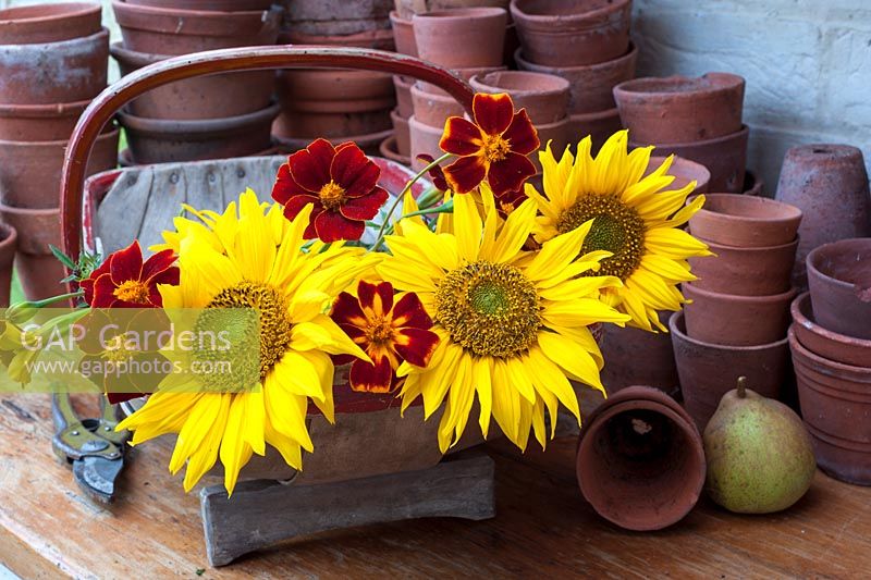 Helianthus annuus - Sunflowers with tagetes in trug on potting bench