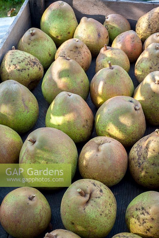 Pyrus 'Doyenne du Comice' - Pears harvested in wooden box