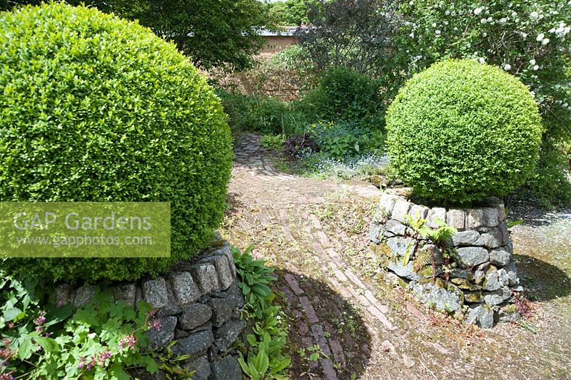 Stone built raised beds are planted with clipped box framing a brick path into Tiara garden. Caervallack Farm, St Martin, Helston, Cornwall, UK