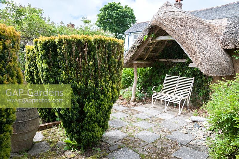 Large urn amongst four fastigiate yews in the Thatch garden, with metal bench below thatched roof behind. Caervallack Farm, nr Helston, Cornwall, UK