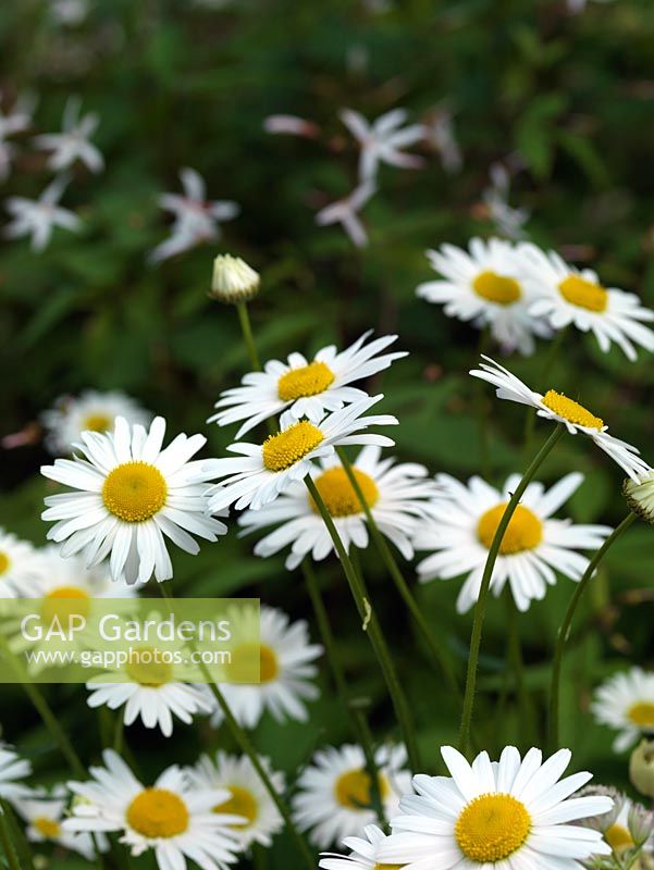 Leucanthemum vulgare, a perennial daisy-like herb, flowering from mid spring to autumn.