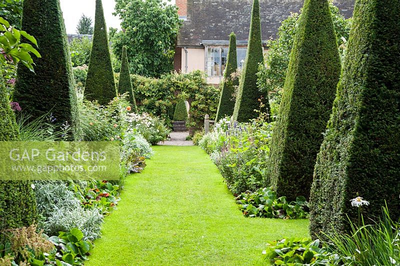 The Yew Walk dominated by ten tall yew pyramids interspersed with planting in blue, silver and white with flashes of apricot. Wollerton Old Hall, nr Market Drayton, Shropshire, UK