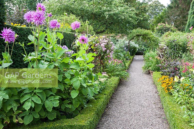The Long Walk with box edges beds containing phlox, dahlias and asters with arches supporting clematis. Wollerton Old Hall, nr Market Drayton, Shropshire, UK