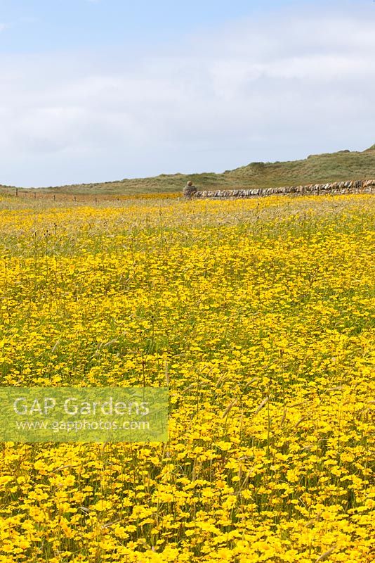 Chrysanthemum segetum - Field full of Corn Marigolds, Benbecula, Outer Hebrides, Scotland. 