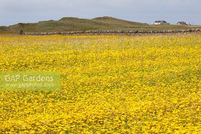 Chrysanthemum segetum - Field full of Corn Marigolds, Benbecula, Outer Hebrides, Scotland. 