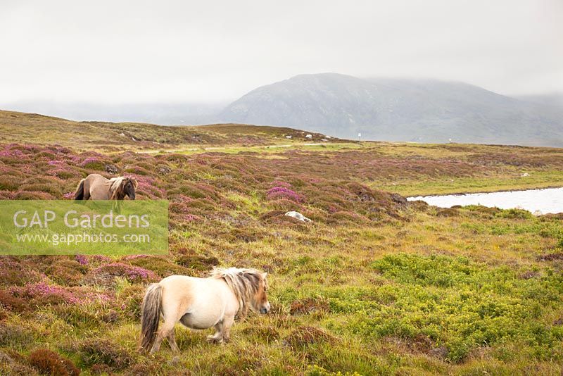 Myrica gale - Heather, Bog Myrtle and horses. Loch Skiport, South Uist, Outer Hebrides, Scotland. 