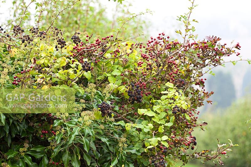 Autumn hedgerow with blackberries, hawthorn and ivy berries. Rubus, Crataegus, Hedera