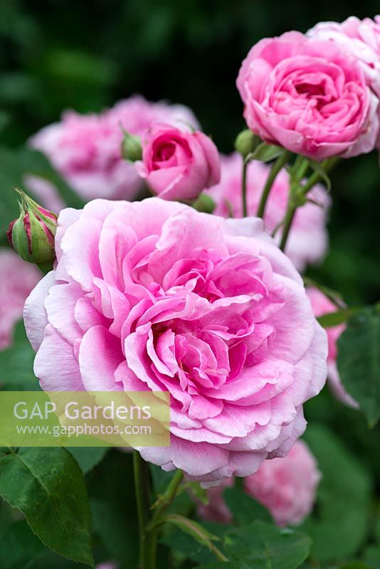 Rosa 'Gertrude Jekyll', English rose, double flowered