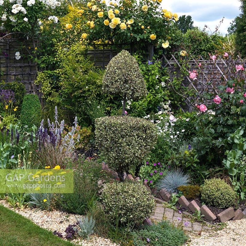 A mixed border with cottage garden style planting, buckthorn topiary and roses - Rosa Iceberg, Rosa Graham Thomas and Rosa Queen Mother.