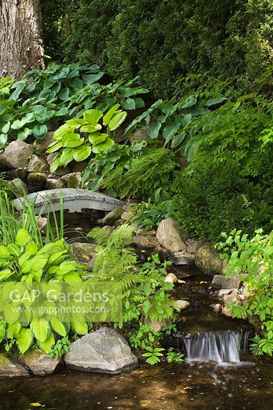 Grey wooden footbridge over man-made creek with cascading waterfall bordered by Hosta and Pteridophyta in backyard garden in summer, Quebec, Canada