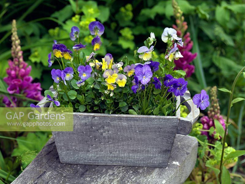 In wooden trug, perennial Violas Myfanwy, Mark's Dainty, Nora and Delia.