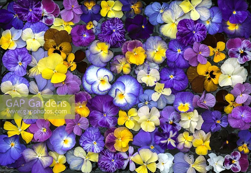 Hardy perennial violas come in a wide range of beautiful colours, sizes and patterns.