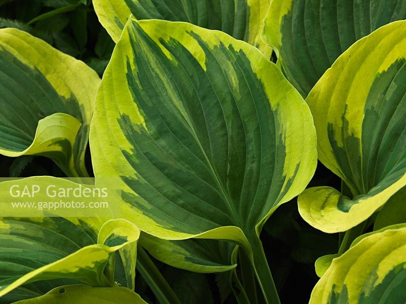 Hosta Liberty, plantain lily, a leafy perennial with heart-shaped leaves, grey green in the centre with much lighter, wide margins. Spring until autumn.