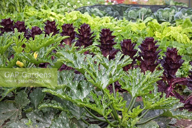 A vegetable garden with Courgettes and bolting red Lettuces