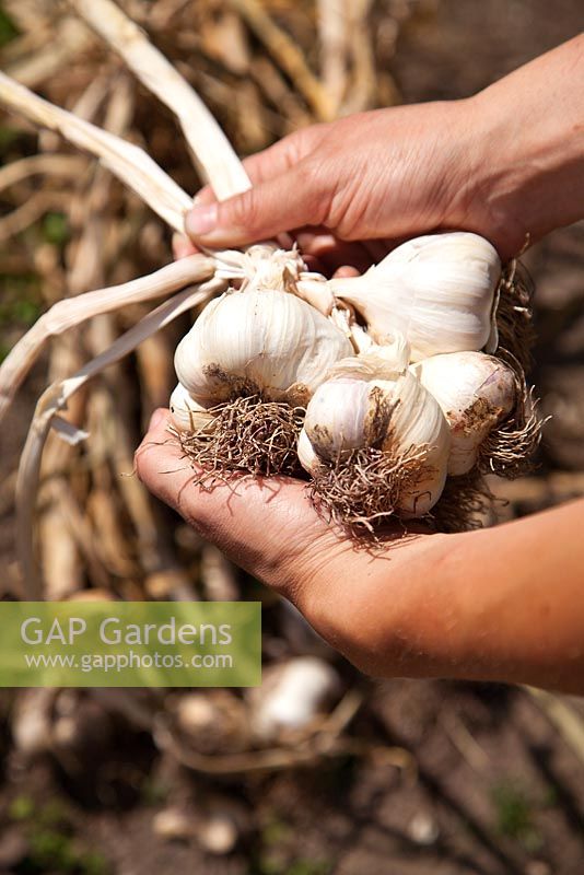 Making a plait of garlic