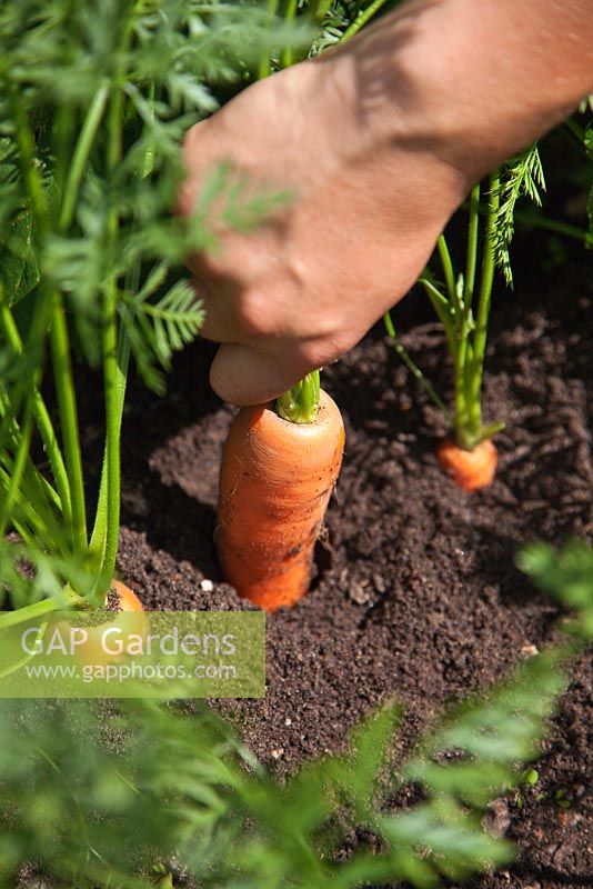 Pulling up carrots